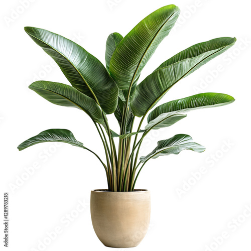 A Lush Potted Palm Plant with Large Arching Green Leaves Isolated on Transparent Background