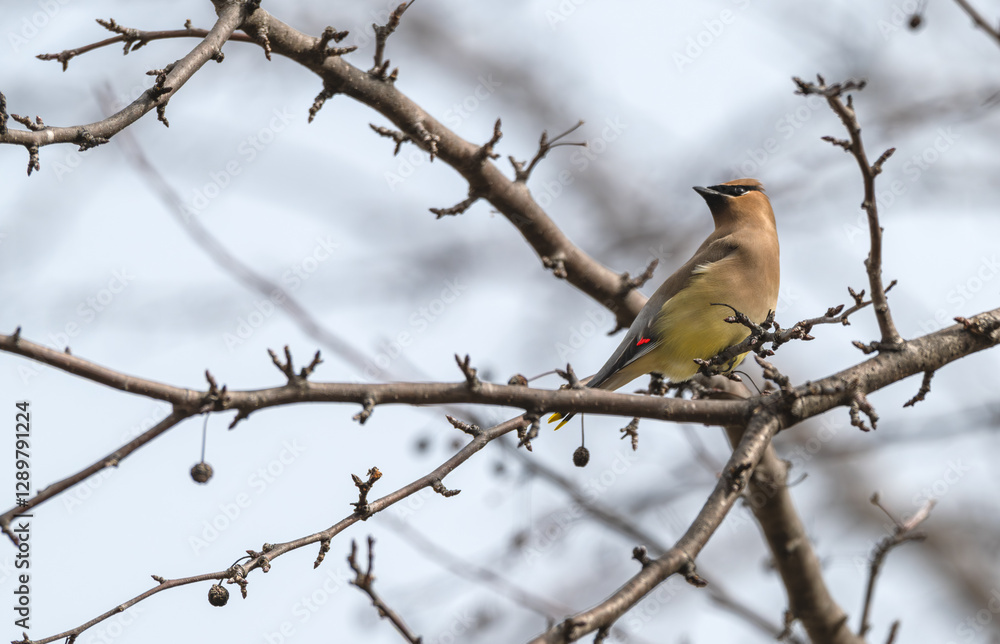 Cedar waxwing perched in a bare tree. Cedar waxwing perched in a bare tree.