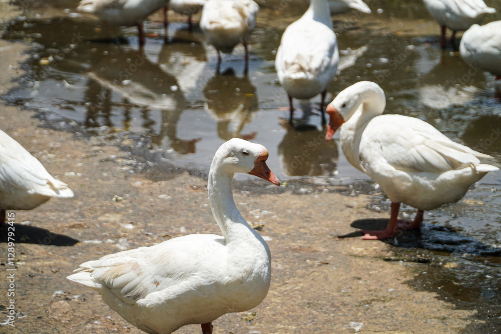 Fototapeta premium Several white geese gather near a muddy puddle. Sunlight reflects off their feathers. A flock of white geese near a muddy puddle on a sunny day