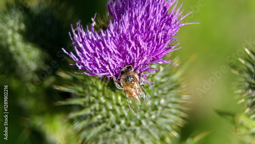 Honey bee on a Scotch thistle flower in a field in Cotacachi, Ecuador photo