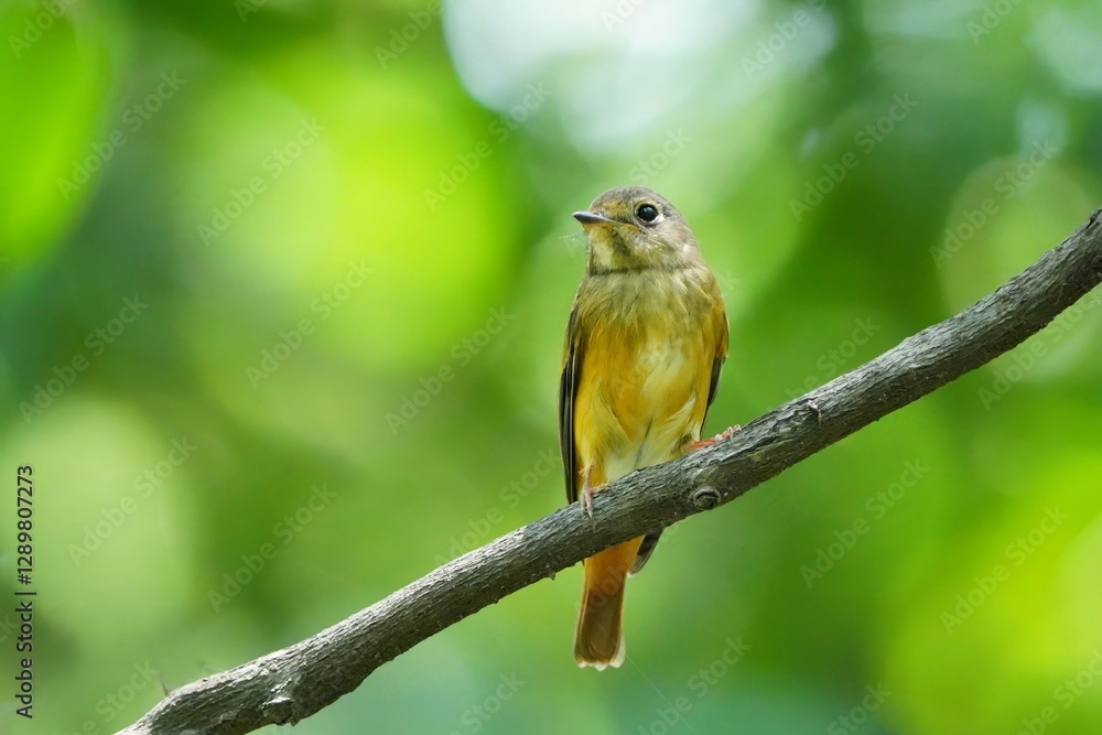 Red-brown bird on a branch