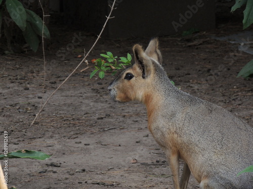 patagonian mara photo