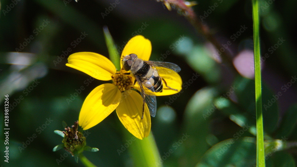 Hoverfly on a yellow wildflower in a field in Cotacachi, Ecuador Hoverfly on a yellow wildflower in a field in Cotacachi, Ecuador
