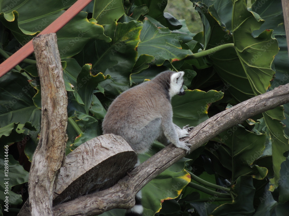 Fototapeta premium lemur on tree