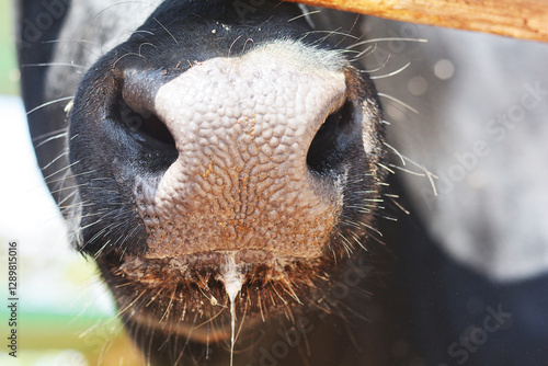 Nose and mouth of a cow with some spit.