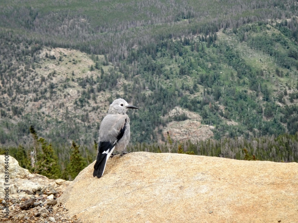 Fototapeta premium Clark's nutcracker at Rocky Mountain National Park