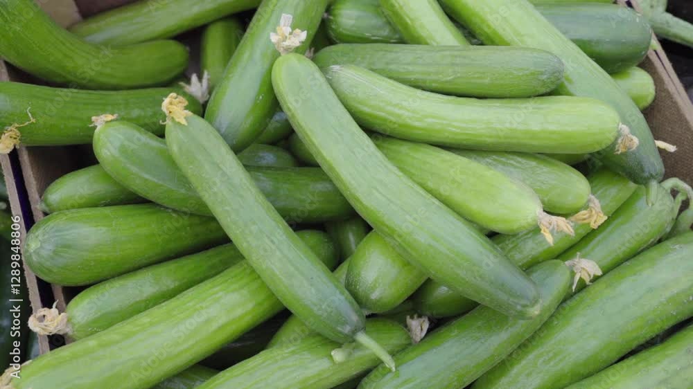 Freshly harvested cucumbers displayed at a local market in the early morning sunshine Freshly harvested cucumbers displayed at a local market in the early morning sunshine
