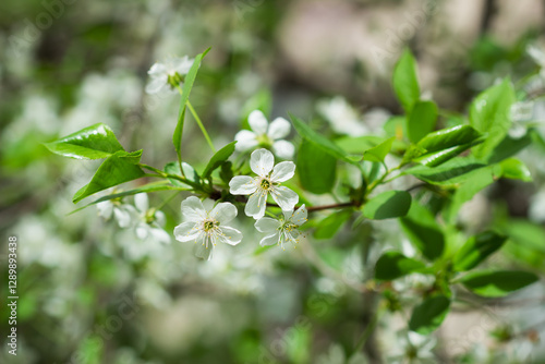 The sour cherry (lat. Prunus cerasus), of the family Rosaceae. Samara, Russia.