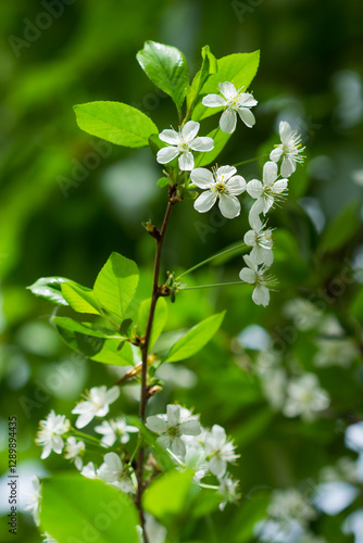 The sour cherry (lat. Prunus cerasus), of the family Rosaceae. Samara, Russia.
