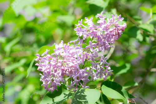 Blooming lilac (lat. Syringa vulgaris), of the olive family (Oleaceae). Samara, Russia.
