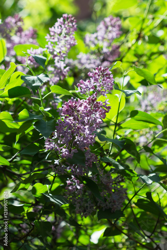 Blooming lilac (lat. Syringa vulgaris), of the olive family (Oleaceae). Samara, Russia.