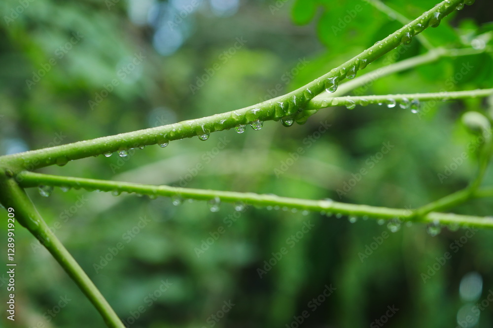 Close-Up of Dew Drops on Moringa Flowering Plant Branch in Greenery Close-Up of Dew Drops on Moringa Flowering Plant Branch in Greenery