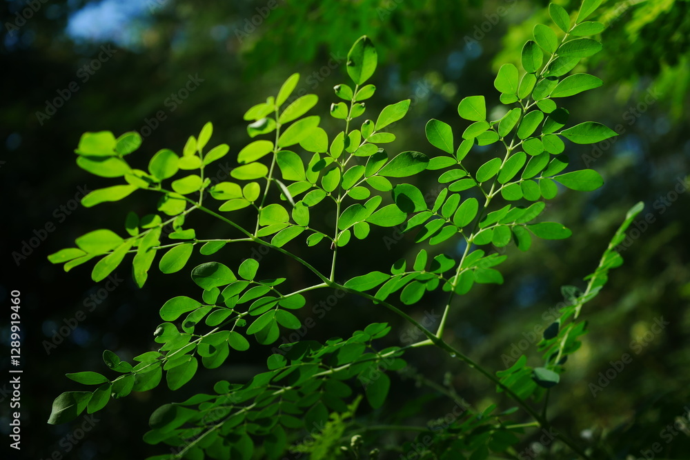 Fresh Green Leaves of a Moringa Plant in Natural Sunlight Fresh Green Leaves of a Moringa Plant in Natural Sunlight