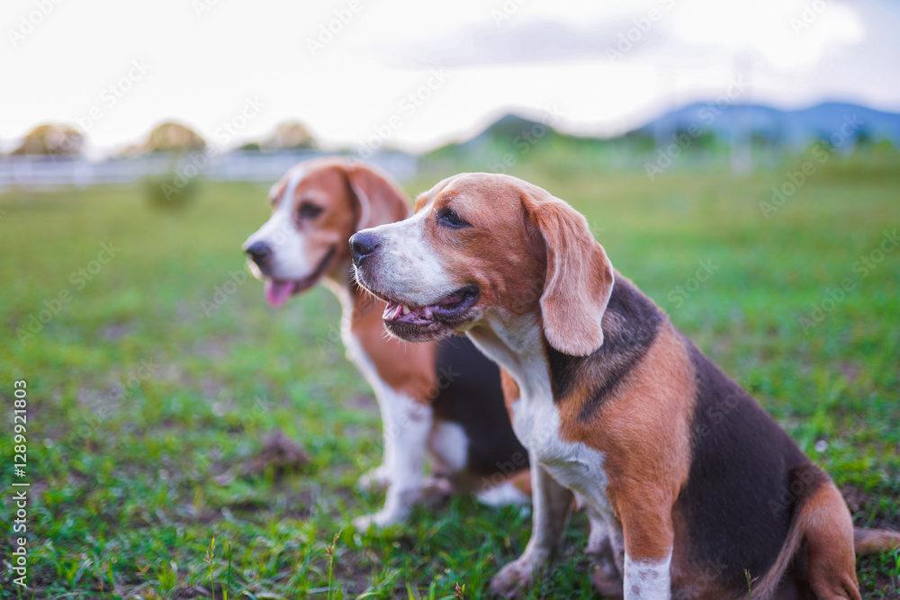Two Beagle Dogs Sitting on Grass in a Peaceful Outdoor Setting Two Beagle Dogs Sitting on Grass in a Peaceful Outdoor Setting