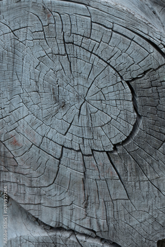 Fototapeta premium cross section of tree 