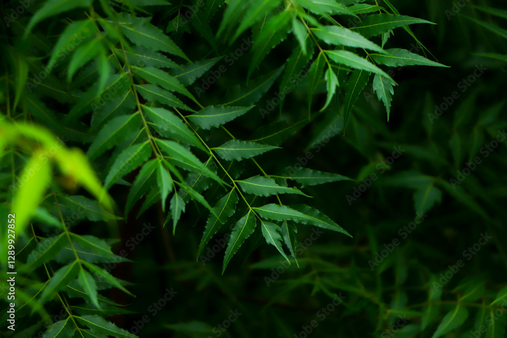 Azadirachta indica - A branch of neem tree leaves. Natural Medicine. Azadirachta indica - A branch of neem tree leaves. Natural Medicine.