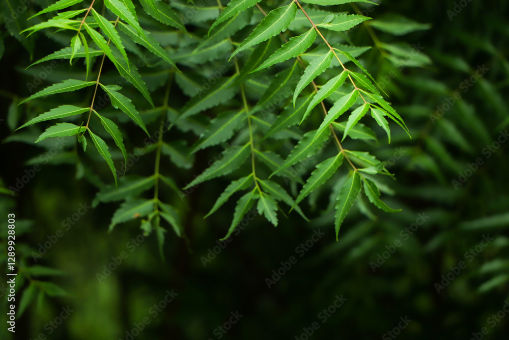 Azadirachta indica - A branch of neem tree leaves. Natural Medicine. Azadirachta indica - A branch of neem tree leaves. Natural Medicine.