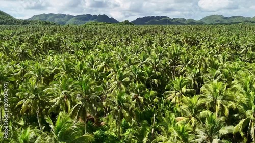 Drone Aerial view Siargao Island. Coconut palm trees fields in Philippines, rural scene. tourism destination in southeast Asia. 
