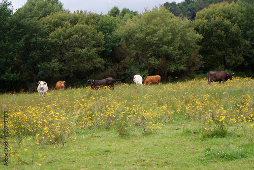 Foto Galician cows grazing eating fresh grass outdoors in green meadow with trees on cloudy day