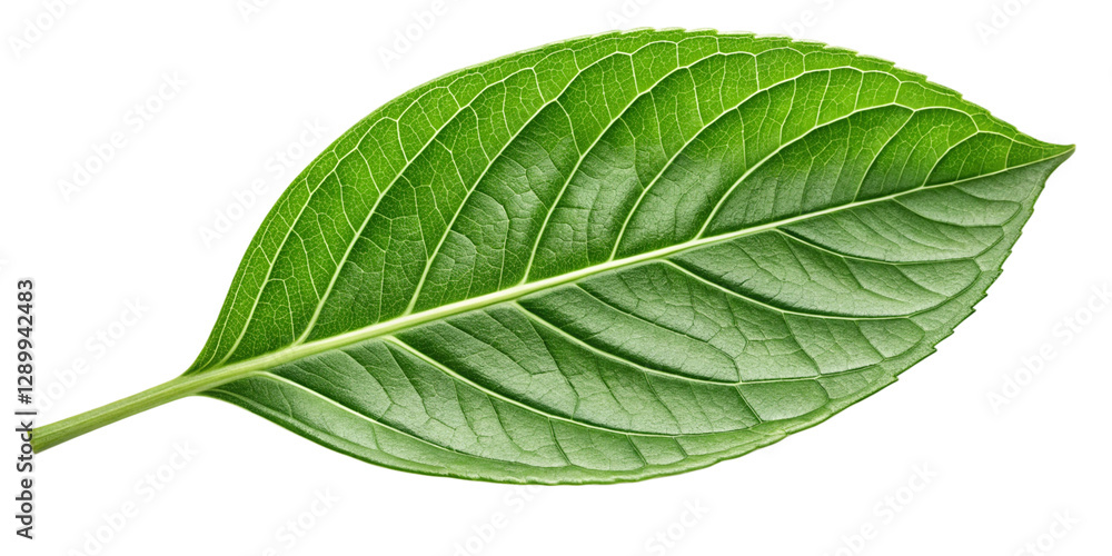 Fototapeta premium Fresh Green Leaf Close-Up Isolated on Transparent Background Vibrant Green Leaf with Visible Details on Transparent Background