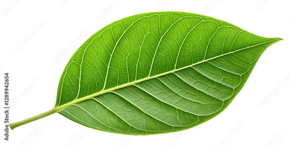 Obraz premium Fresh Green Leaf Close-Up Isolated on Transparent Background Vibrant Green Leaf with Visible Details on Transparent Background