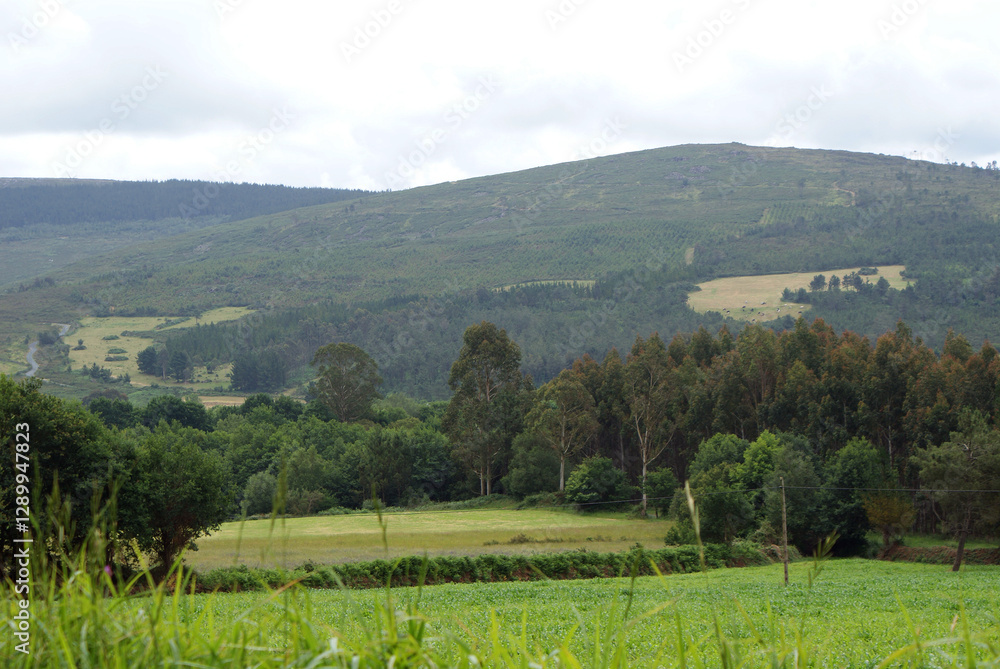 Obraz premium Rural landscape of Serra do Careón with mountains, eucalyptus forest, oaks, green pastures on cloudy spring day from Camino de Santiago road, Melide village, La Coruña, Galicia.