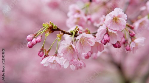 Delicate Sakura Petals in Soft Light