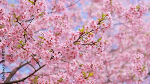 Serene Sakura Bloom at Dus