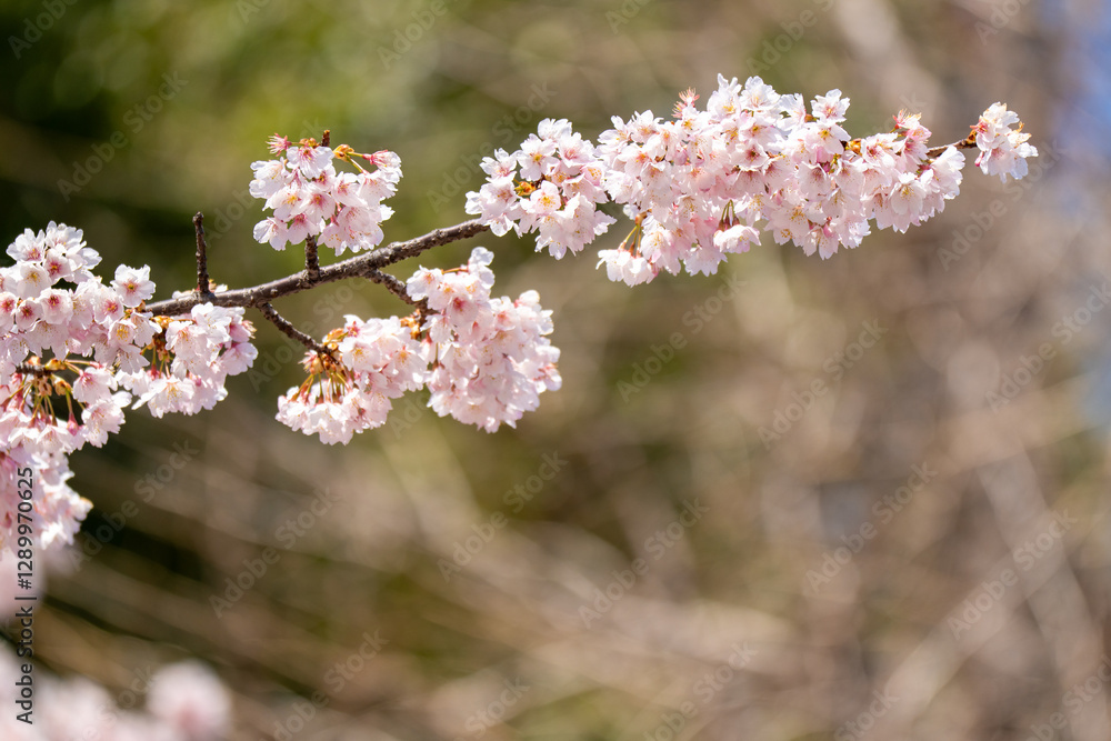 Pink cherry blossom(Cherry blossom, Japanese flowering cherry) on the Sakura tree. Sakura flowers are representative of Japanese flowers. The main part of the winter pass. I love everyone.