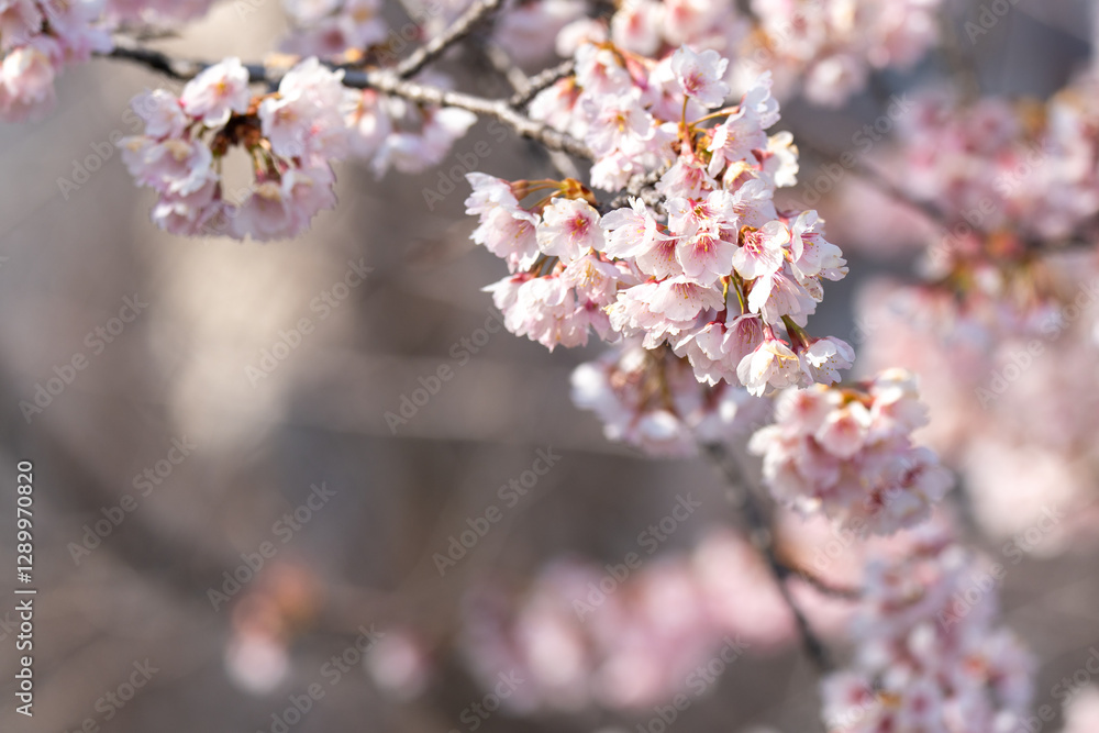 Pink cherry blossom(Cherry blossom, Japanese flowering cherry) on the Sakura tree. Sakura flowers are representative of Japanese flowers. The main part of the winter pass. I love everyone. Pink cherry blossom(Cherry blossom, Japanese flowering cherry) on the Sakura tree. Sakura flowers are representative of Japanese flowers. The main part of the winter pass. I love everyone.