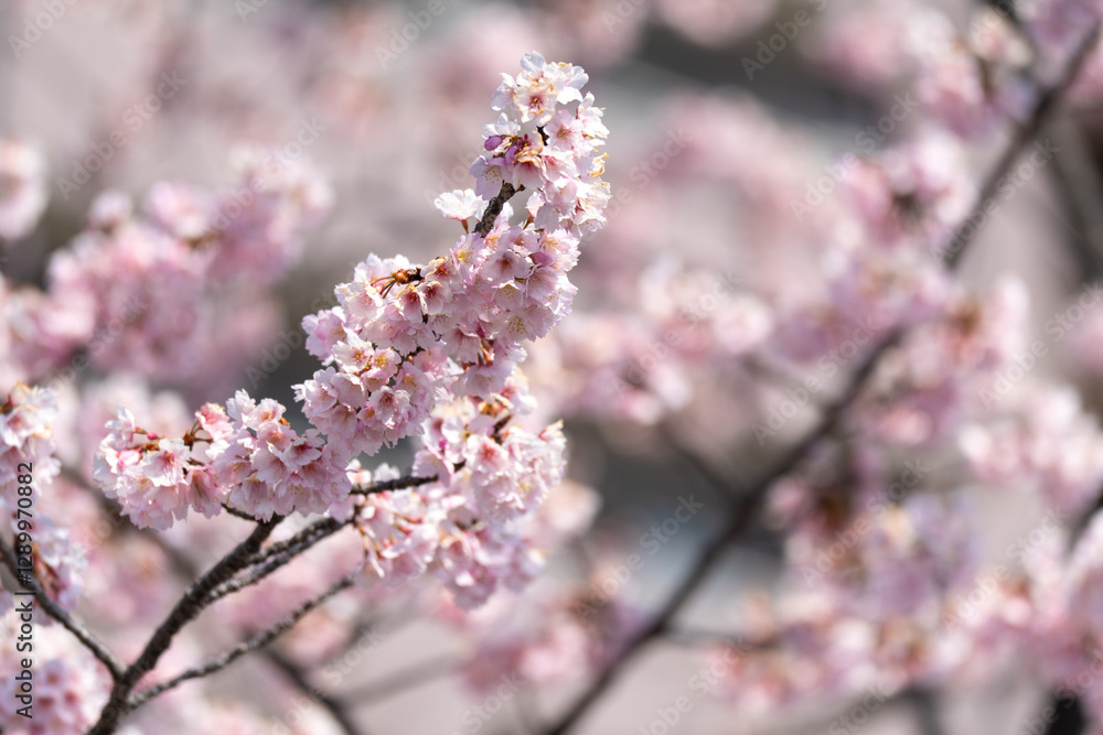 Pink cherry blossom(Cherry blossom, Japanese flowering cherry) on the Sakura tree. Sakura flowers are representative of Japanese flowers. The main part of the winter pass. I love everyone.