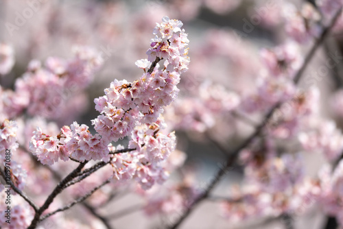 Obraz na płótnie Pink cherry blossom(Cherry blossom, Japanese flowering cherry) on the Sakura tree. Sakura flowers are representative of Japanese flowers. The main part of the winter pass. I love everyone. w salonie