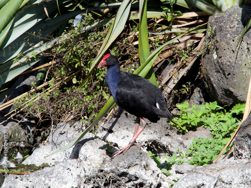 A Pukeko stands on a rocky terrain.New Zealand. (Porphyrio melanotus).Australasian Swamphen photo