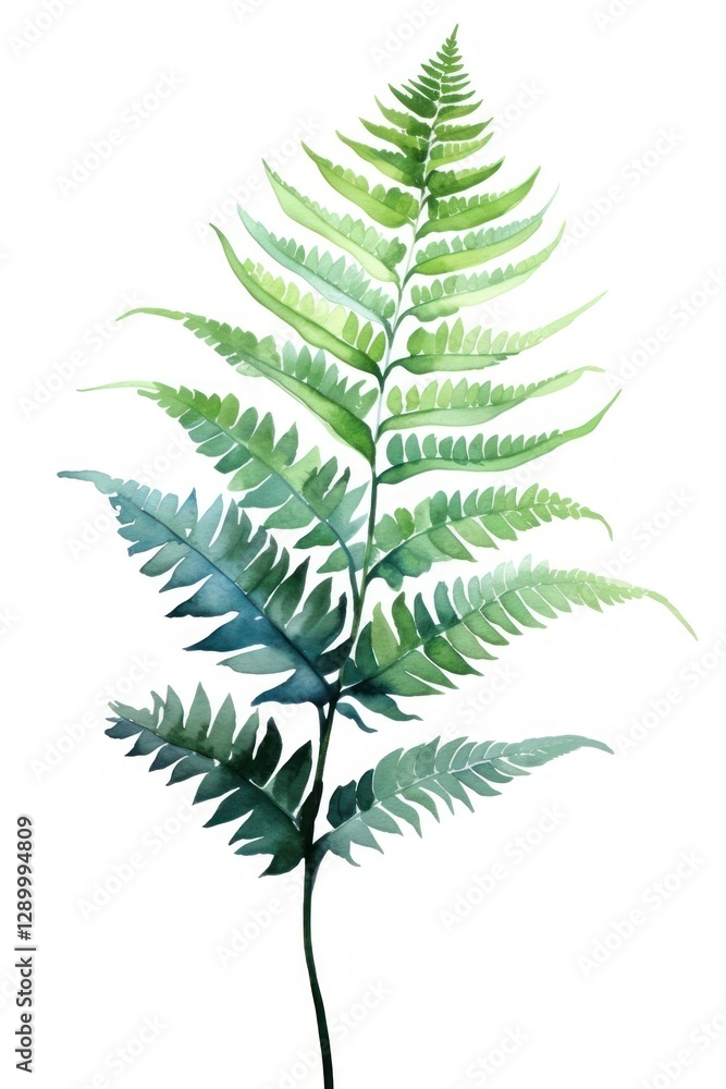 Fern plant leaf white background. Fern plant leaf white background.