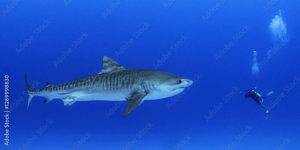 Diver swimming face to face with a juvenile female tiger shark, Honokohau harbour, North Kona, Hawaii, USA Diver swimming face to face with a juvenile female tiger shark, Honokohau harbour, North Kona, Hawaii, USA