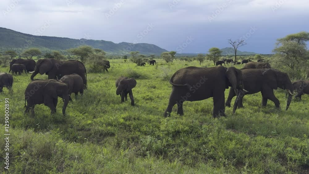 Large herd of elephants walking through the Serengeti grasslands, peaceful scene Large herd of elephants walking through the Serengeti grasslands, peaceful scene
