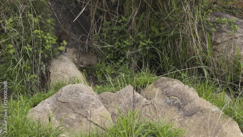Two rock hyrax rests on warm rocks in the Serengeti, quickly scattering into brush blending into environment in the African savanna
