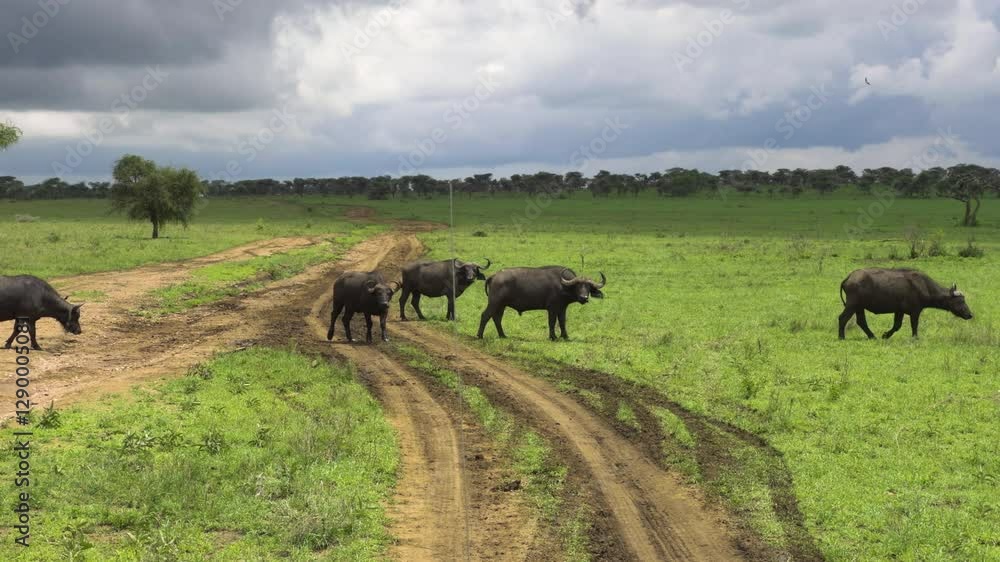 A large herd of Cape buffalo grazes in the Serengeti, spread across the lush landscape in middle of dirt road A large herd of Cape buffalo grazes in the Serengeti, spread across the lush landscape in middle of dirt road