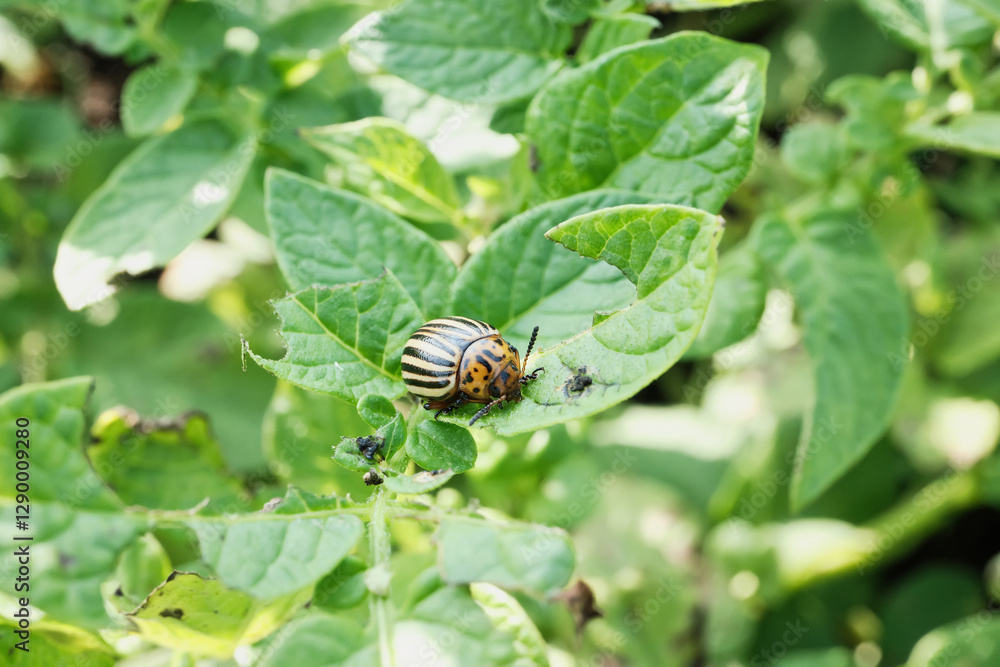Colorado potato beetle on green leaf in sunlit garden Colorado potato beetle on green leaf in sunlit garden