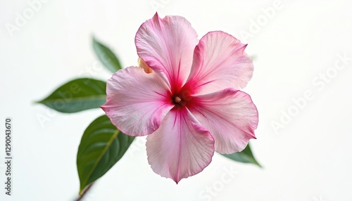 Isolated pink oleander flower, transparent background. Blooming tropical bouquet, botanical foliage close-up, poisonous aroma. Mediterranean springtime, romantic rose. Cut-out, pale, pretty, toxic