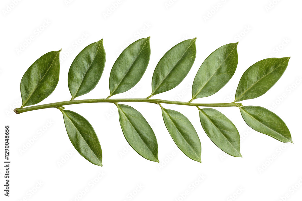Naklejka premium Leafy green branch with a few leaves on it, isolated