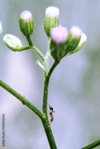Cyanthillium cinereum (little ironweed, poovamkurunnila, monara kudumbiya, sawi langit) flower.