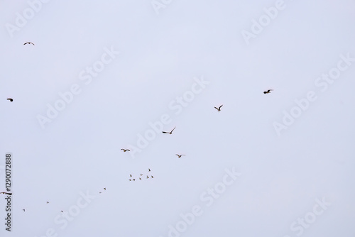 Wallpaper Mural 飛翔する構造色が美しい田んぼの貴婦人ことタゲリ（チドリ科）の群れ
英名学名：Northern Lapwing (Vanellus vanellus, family comprising Charadriidae) 
神奈川県平塚市、岡崎の田んぼ-2025年
 Torontodigital.ca