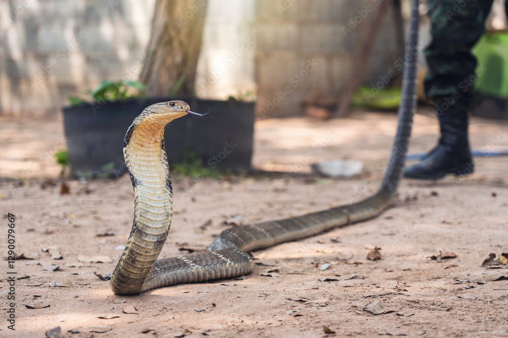 Fototapeta premium Large venomous snake dangerous neurotoxin. King Cobra - Ophiophagus hannah on the dusty ground with a person wearing a military uniform and combat boots holding the tail to control keep safe.