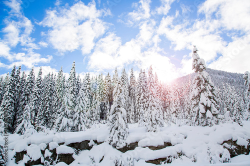 A bright winter scene with snowfall on trees and sun shining in the back country of the Pacific Northwest