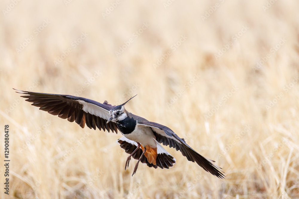 Obraz premium 飛翔する構造色が美しい田んぼの貴婦人ことタゲリ（チドリ科）の群れ 英名学名：Northern Lapwing (Vanellus vanellus, family comprising Charadriidae) 神奈川県平塚市、岡崎の田んぼ-2025年 