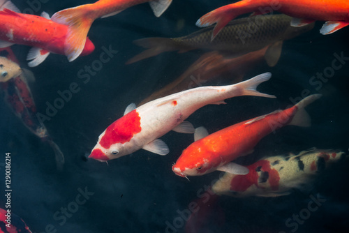The school of koi fish in a pond