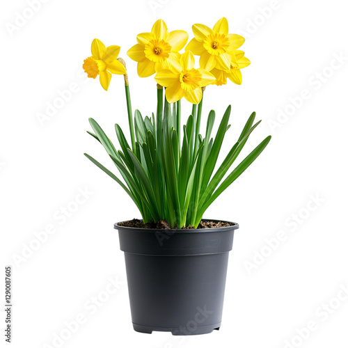 Wallpaper Mural A Vibrant Potted Daffodil Plant with Yellow Flowers Isolated on Transparent Background Torontodigital.ca