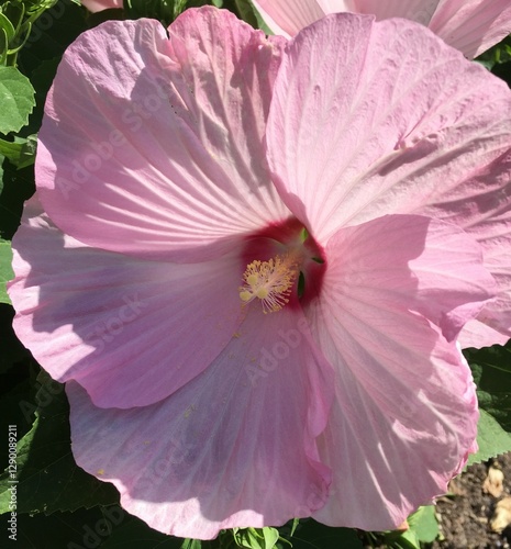 Isolated pink and white hibiscus flower on a soft background