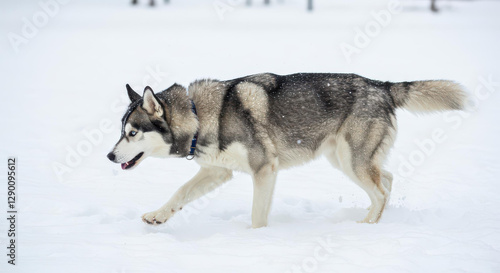 Siberian Husky Dog Walking in Snowy Winter Landscape Cold Weather